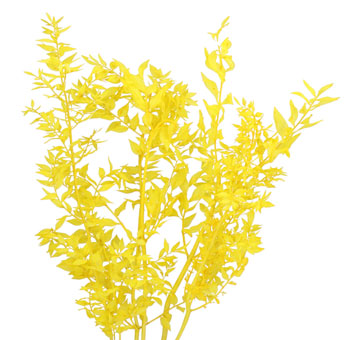 Ruscus For Sale