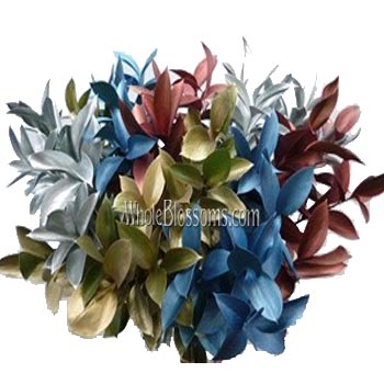 Ruscus