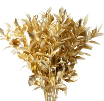 Ruscus For Sale