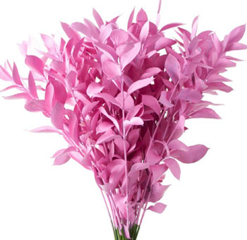 Ruscus For Sale