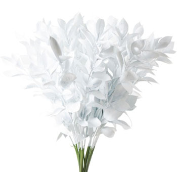 White dyed ruscus filler with soft elegance, ideal for weddings, events, and modern floral design.