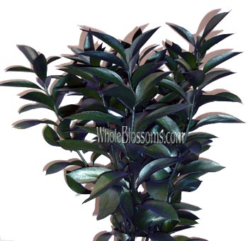 Metallic green ruscus filler adds texture to weddings, bold arrangements, and luxe floral décor.