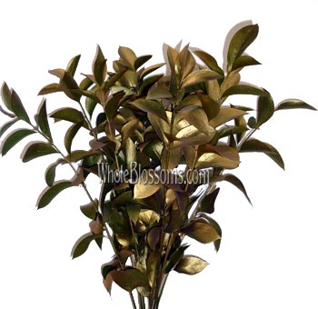 Ruscus