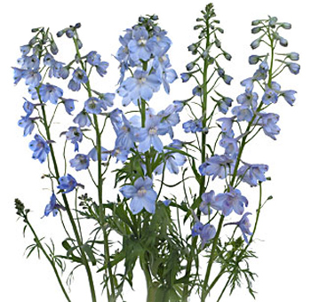 A vertical stem of delicate light blue delphinium flowers, with blossoms distributed along its length.
