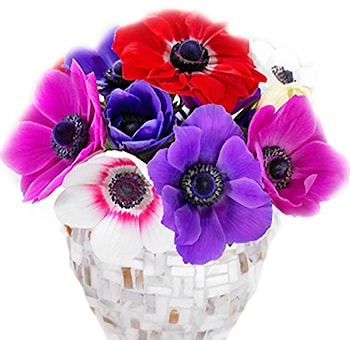 Colorful assorted anemones for centerpieces, bridal bouquets, and wholesale floral designs, ideal for adding charm to any event.