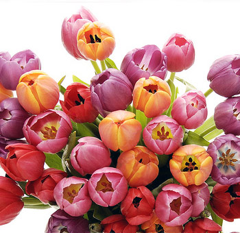 A vibrant bouquet of assorted tulips in various colors, including shades of red, pink, purple, orange, and yellow, creating a cheerful and colorful floral arrangement.