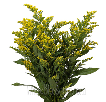 Close-up of Aster Solidago flowers, featuring dense clusters of small yellow blooms on green stems, commonly used to add volume and brightness to floral designs.