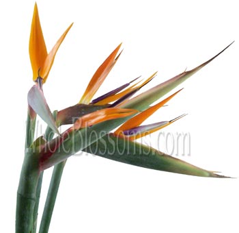 Bird of Paradise