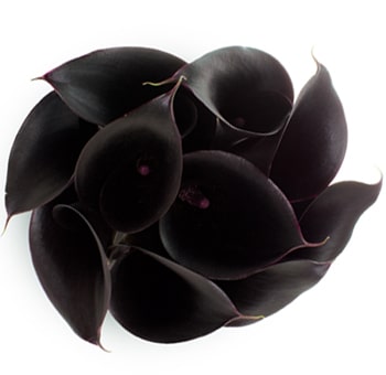 Bunch of black Calla lily Schwarzwalder flowers, ideal for dramatic wedding bouquets and luxury floral designs.