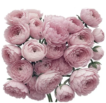 Bulk pink ranunculus bouquet with lush petals, perfect for creating elegant wedding arrangements and DIY floral installations.