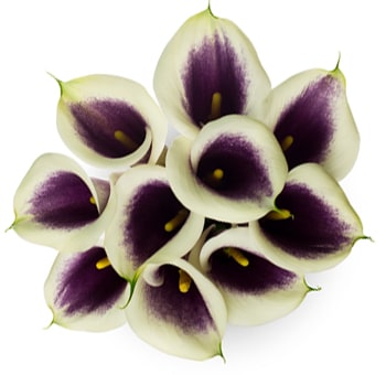 Cluster of Calla Picasso Lilies arranged in a circular pattern, showcasing their white petals with striking purple centers and vibrant yellow stamens.