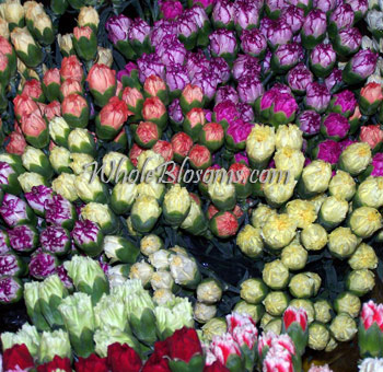 Carnation Heads