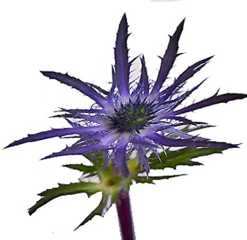 Vibrant purple-blue Eryngium thistle flower with spiky petals, perfect for adding texture and color to unique floral arrangements or bouquets.