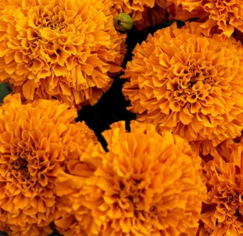 Fresh marigold flowers with vibrant orange and gold hues, ideal for autumn celebrations and cultural events.