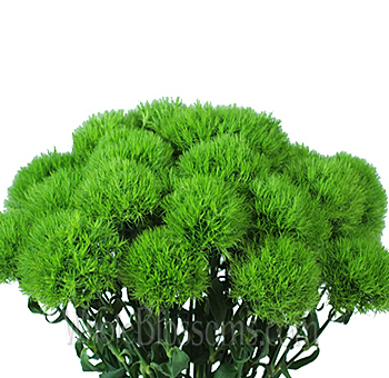 Green Ball Dianthus