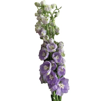 Full stem of Lavender Delphinium displaying multiple clusters of light lavender blooms, complemented by unopened buds near the top, offering a fresh and romantic look.