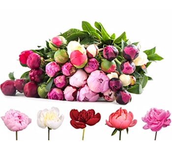 Assorted Peonies