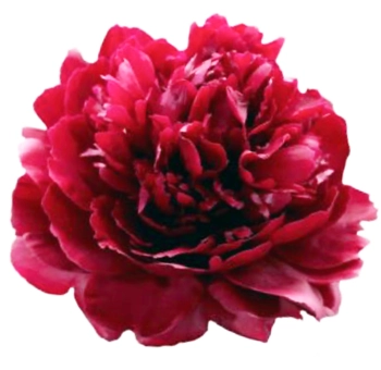 Fresh red peonies in bulk for weddings and events during peak season in May and June, perfect for romantic floral arrangements.