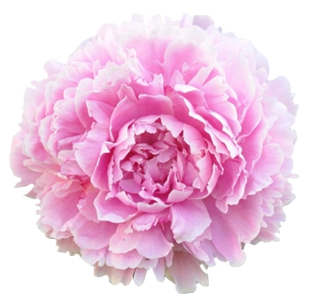 Fresh Sarah Bernhardt peonies in soft pink for weddings and events. Ideal during May peony season. Romantic and fragrant blooms.