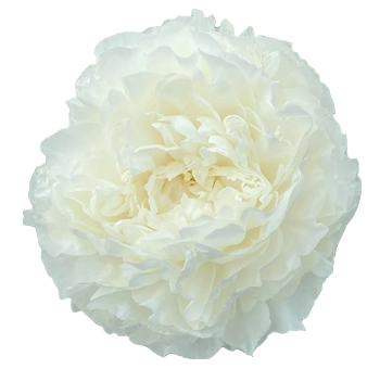 Fresh white peonies in bulk for weddings and events. Elegant blooms perfect for bridal bouquets and centerpieces in May and June.