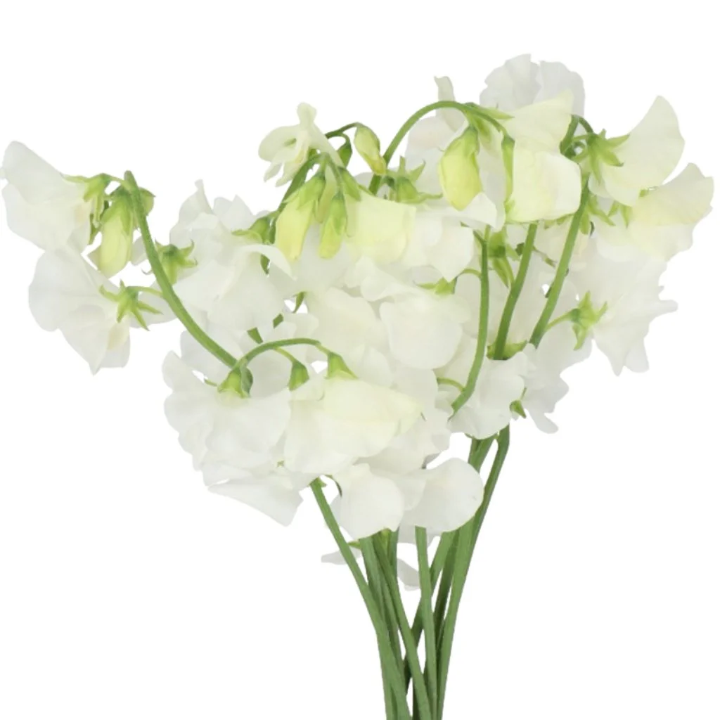Elegant white sweet pea flowers in full bloom, perfect for bulk wedding flowers and premium arrangements for romantic events.