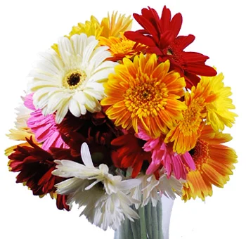 Vibrant gerbera daisies at wholesale prices; ideal for creating stunning, colorful bouquets, lively centerpieces, and bright event decorations.