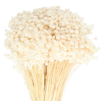 Bleached white Glixia Star Flowers, ideal for weddings, preserved bouquets, centerpieces, and elegant event décor.