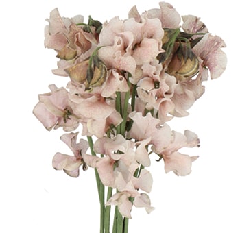 Brown chocolate sweet pea flowers available year-round, perfect for wedding bouquets, centerpieces, and elegant event décor.
