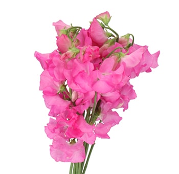 Bold and vibrant hot pink sweet peas perfect for weddings, events, and gifts – ideal for bulk floral designs and premium wedding flower arrangements.