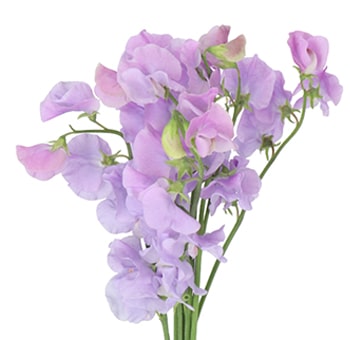 Wholesale lavender sweet pea flowers add elegant charm to wedding centerpieces, event decor, and spring arrangements with their soft pastel color.