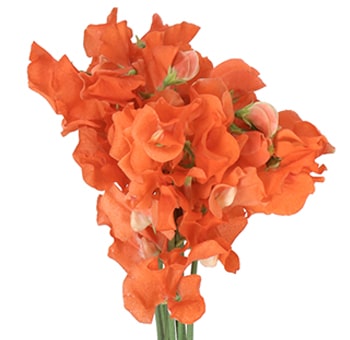Orange Flowers