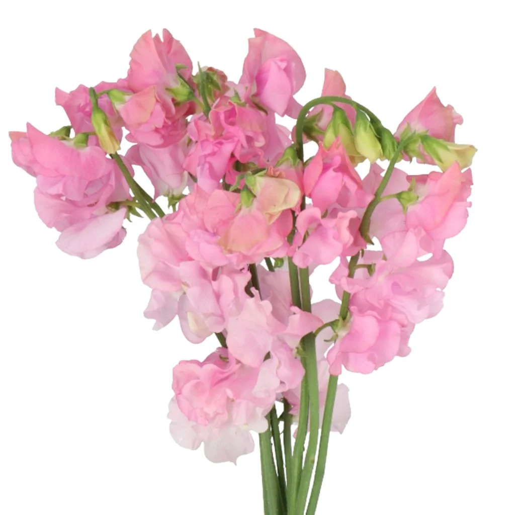 Elegant pink sweet pea flowers with soft, fluttery blooms – ideal for bulk weddings, premium gifts, and romantic wholesale flower arrangements.