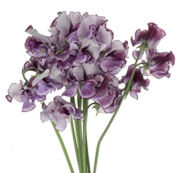 Purple Sweet Pea