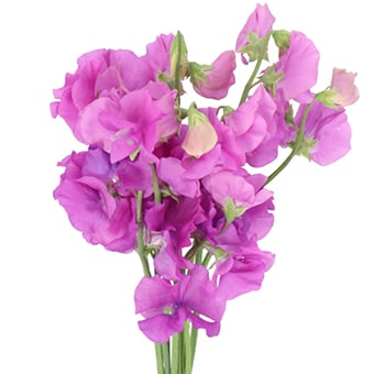 Purple sweet pea flowers with a soft lavender cast, available March to August for wedding bouquets, centerpieces, and event décor.