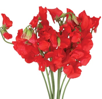 Sweet Pea Flower