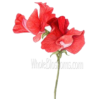 Vibrant red sweet pea flowers, perfect for wedding bouquets, centerpieces, arches, and dramatic event floral designs.