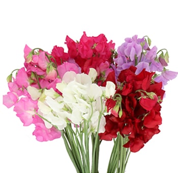 Colorful sweet pea blooms in pink, lavender, white, and more, perfect for wholesale wedding flowers, centerpieces, or spring floral arrangements.