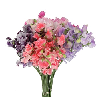A vibrant bouquet of sweet pea flowers in an assortment of colors, including shades of pink, purple, and lavender, with delicate petals and slender green stems.