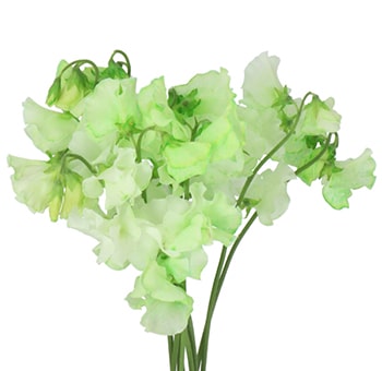 Green Color