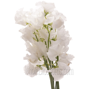 White sweet pea flower with delicate ruffles, ideal for weddings, spring gifts, and romantic designs.