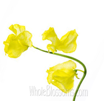Fresh yellow sweet pea flowers, perfect for wedding bouquets, centerpieces, arches, and bright event floral decorations.