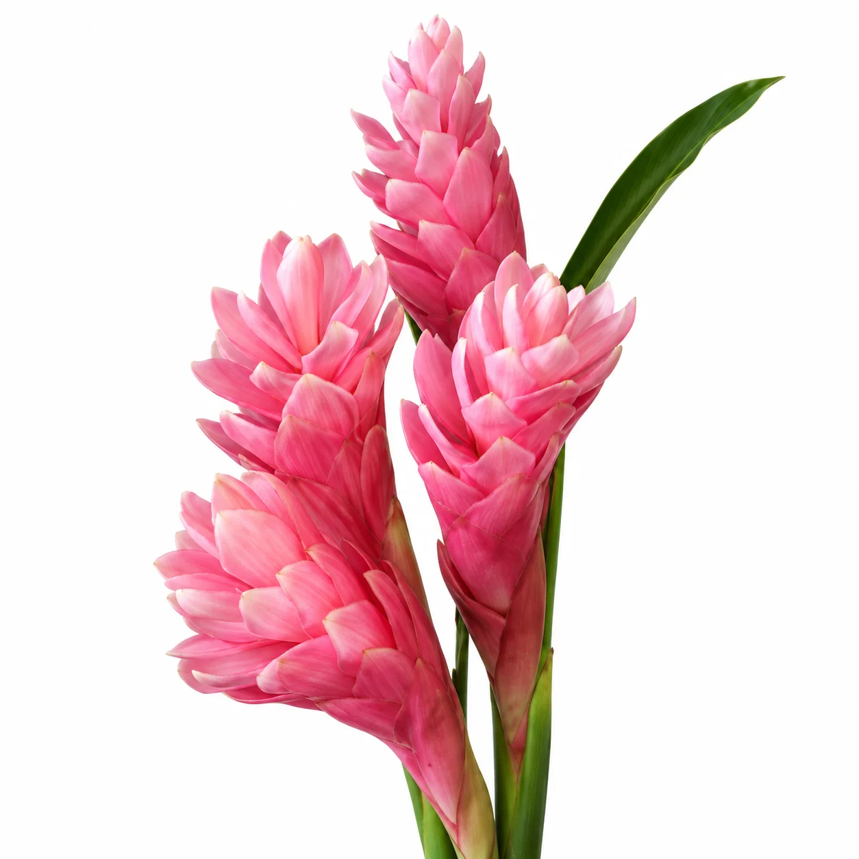 Fresh cut pink ginger flowers with vibrant layered blooms and green stems for tropical floral arrangements.