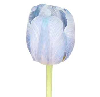 Tulips For Sale