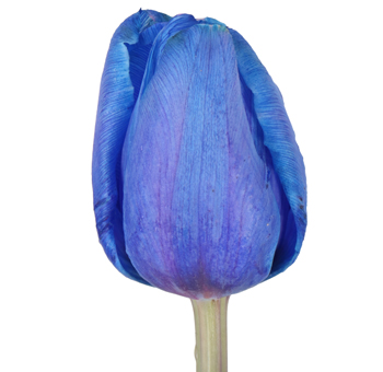 Blue Tulips