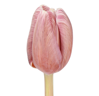Tulips Near Me