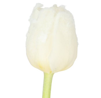 Single White Tulip with a frosted finish, showcasing a snowy and elegant appearance, ideal for winter weddings, holiday décor, and seasonal arrangements.