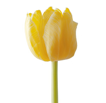 Tulips Near Me