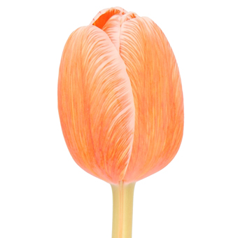 Tulips For Sale