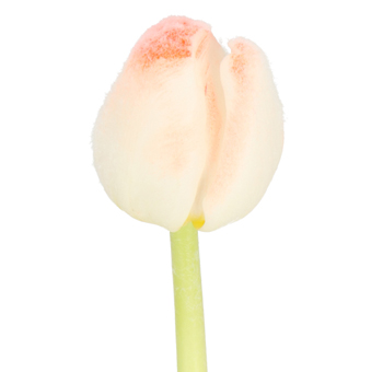 Tulips Near Me
