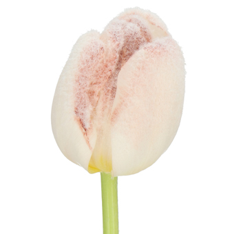 Tulips For Sale